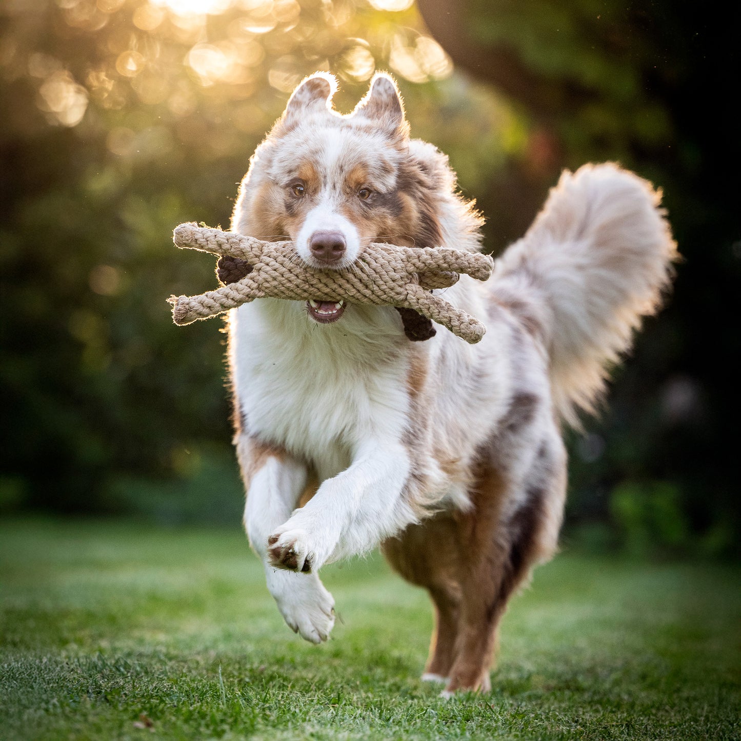 DOGGY | Plyšová hračka pro psy